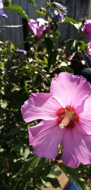  - -HIBISCUS DE GRADINA - HIBISCUS SYRIACUS