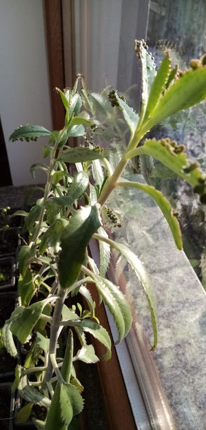 WhatsApp Image 2025-02-10 at 11.53.00 - -KALANKHOE - DAIGREMONTIANA-planta mama sau doctorul fara cutit
