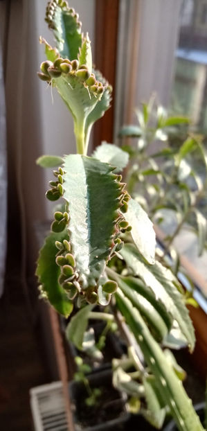 WhatsApp Image 2025-02-10 at 11.53.01 - -KALANKHOE - DAIGREMONTIANA-planta mama sau doctorul fara cutit