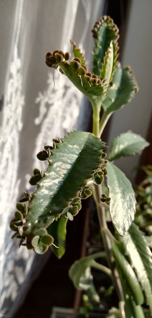 WhatsApp Image 2025-02-14 at 13.32.45 - -KALANKHOE - DAIGREMONTIANA-planta mama sau doctorul fara cutit