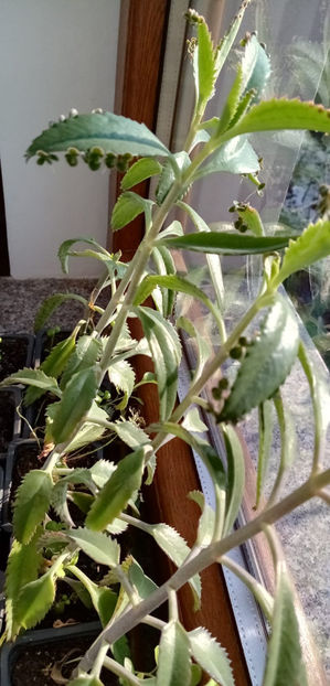 WhatsApp Image 2025-02-14 at 13.32.45(2) - -KALANKHOE - DAIGREMONTIANA-planta mama sau doctorul fara cutit