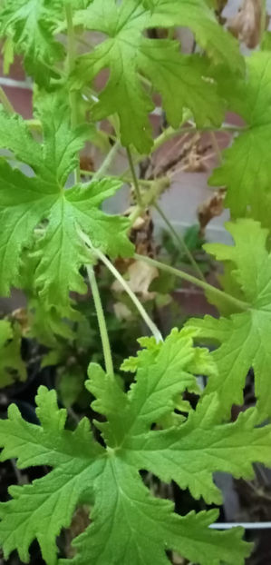 WhatsApp Image 2025-02-14 at 13.32.46(2) - -DRUSAIM - PELARGONIUM GRAVEOLENS - PRINCESS ANN