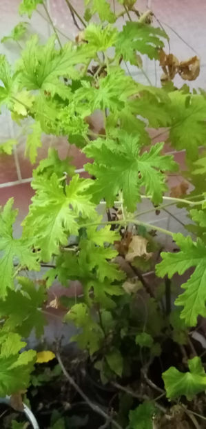 WhatsApp Image 2025-02-14 at 13.32.46(4) - -DRUSAIM - PELARGONIUM GRAVEOLENS - PRINCESS ANN