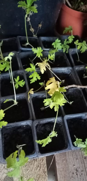 WhatsApp Image 2025-02-14 at 13.32.47(2) - -DRUSAIM - PELARGONIUM GRAVEOLENS - PRINCESS ANN