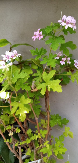  - -DRUSAIM - PELARGONIUM GRAVEOLENS - PRINCESS ANN