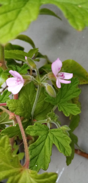  - -DRUSAIM - PELARGONIUM GRAVEOLENS - PRINCESS ANN