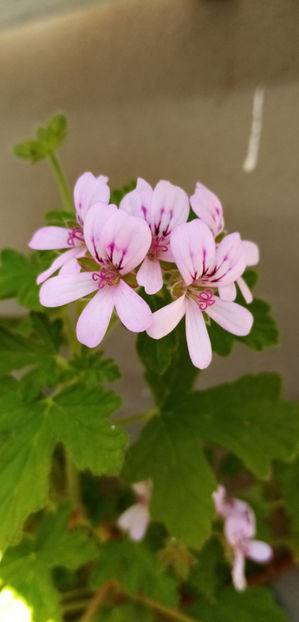  - -DRUSAIM - PELARGONIUM GRAVEOLENS - PRINCESS ANN