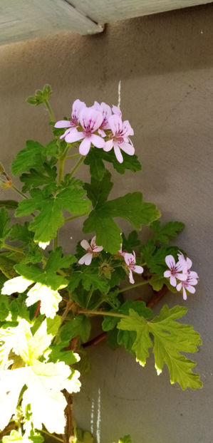  - -DRUSAIM - PELARGONIUM GRAVEOLENS - PRINCESS ANN