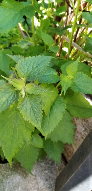  - -LOFANT - LOPHANTHUS ANISATUS BENTH