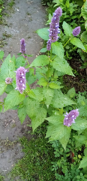  - -LOFANT - LOPHANTHUS ANISATUS BENTH