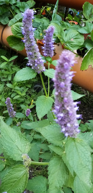  - -LOFANT - LOPHANTHUS ANISATUS BENTH