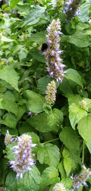  - -LOFANT - LOPHANTHUS ANISATUS BENTH