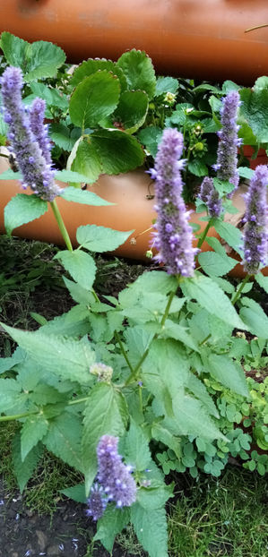  - -LOFANT - LOPHANTHUS ANISATUS BENTH