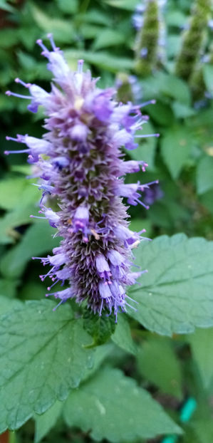  - -LOFANT - LOPHANTHUS ANISATUS BENTH