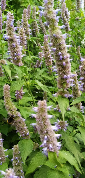  - -LOFANT - LOPHANTHUS ANISATUS BENTH