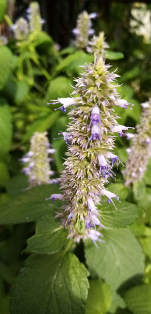  - -LOFANT - LOPHANTHUS ANISATUS BENTH