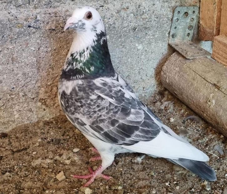  - Nu îmi aparțin 9