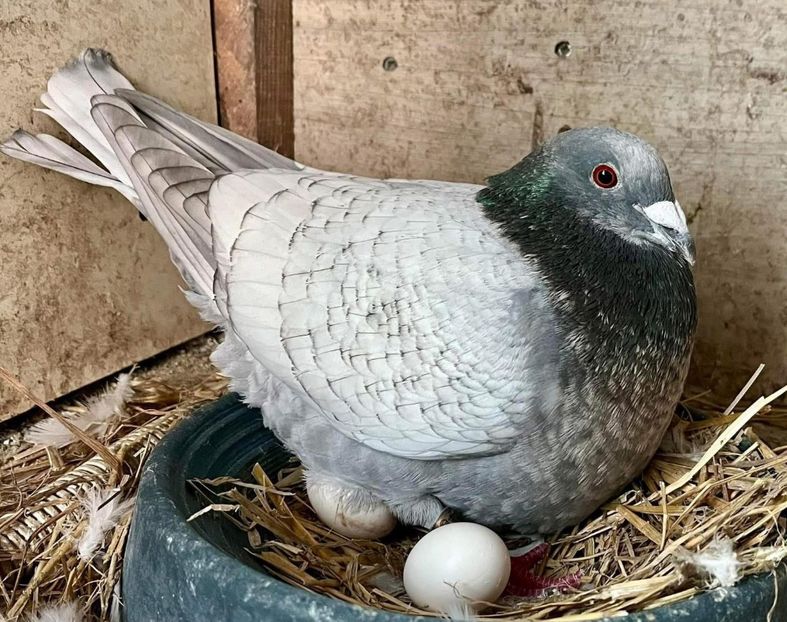  - Nu îmi aparțin 9