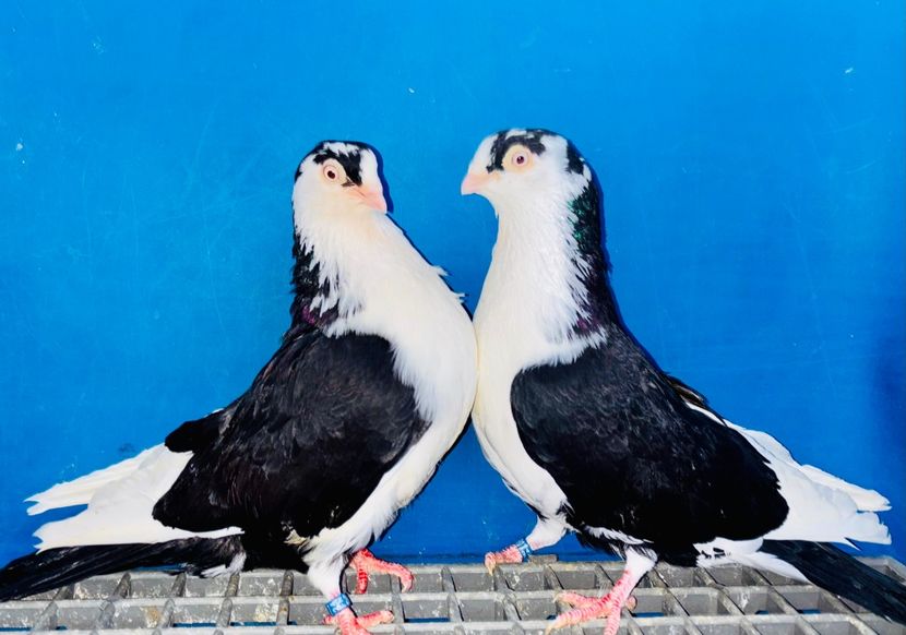 Perechea  23 - B - Perechi 2025