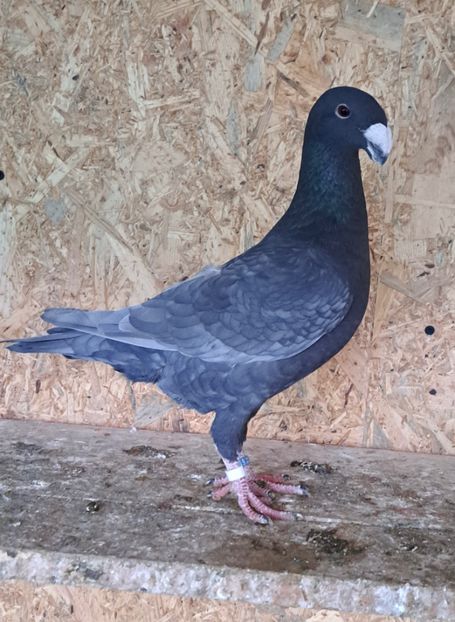 CC4257AF-CB0E-4ECE-8AC6-BD8C10558C2D - Germani