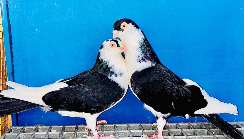 Perechea  24 - B - Perechi 2025