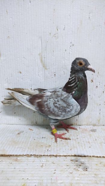  - De vânzare voiajori 3