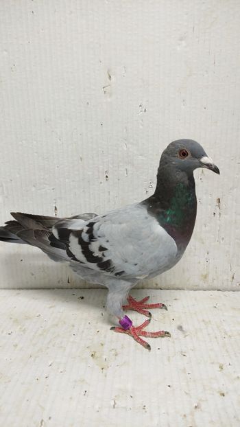  - De vânzare voiajori 3