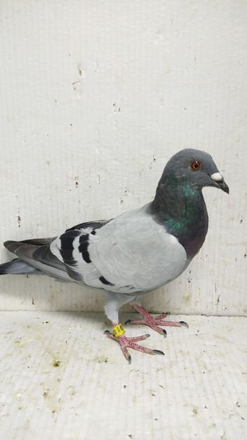  - De vânzare voiajori 3