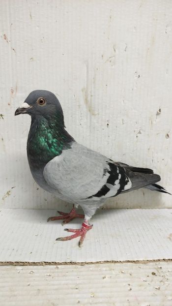  - De vânzare voiajori 3