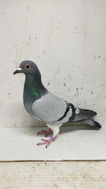  - De vânzare voiajori 3