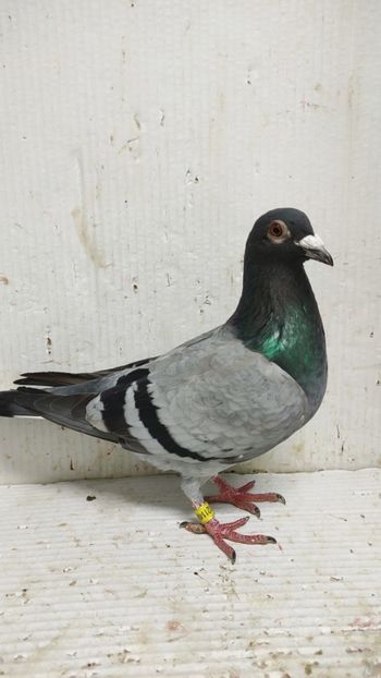  - De vânzare voiajori 3