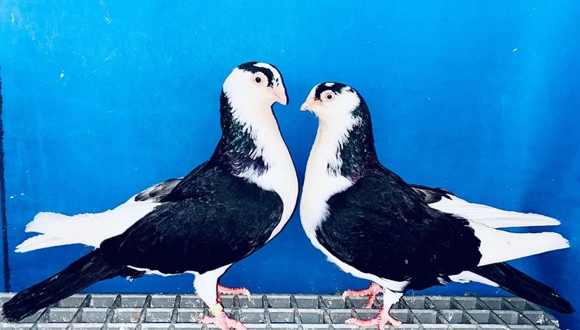 Perechea  13 - B - Perechi 2025