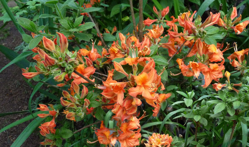  - Azalee si Rhododendroni