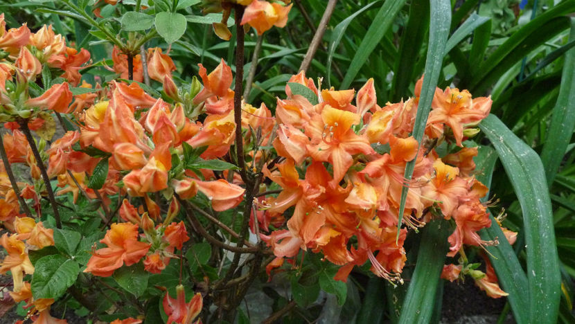  - Azalee si Rhododendroni