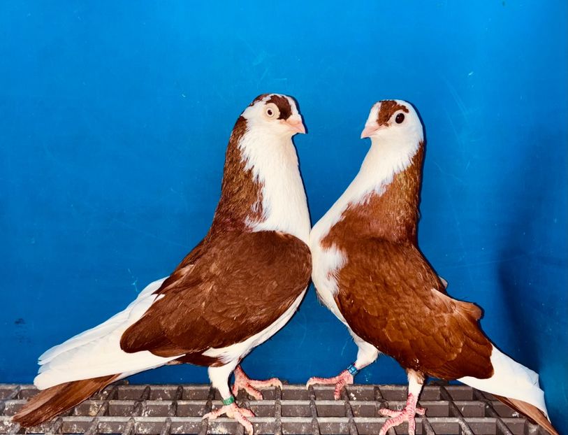 Perechea - B - Perechi 2025