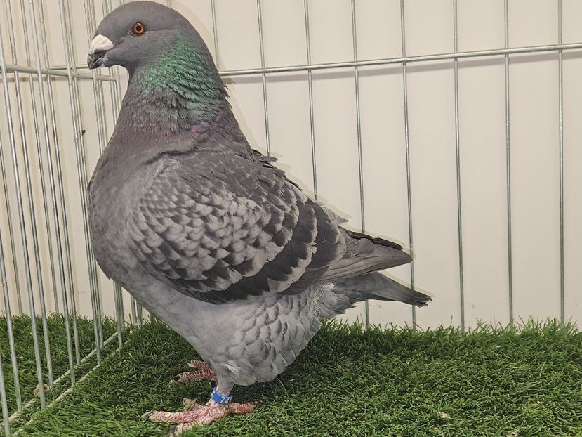 FEMELA 2024 - MATCA FEMELE AGH 2025