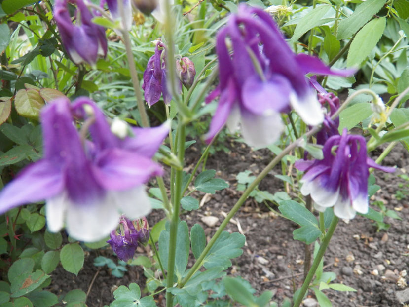 Picture 332 - -CALDARUSA - AQUILEGIA VULGARIS