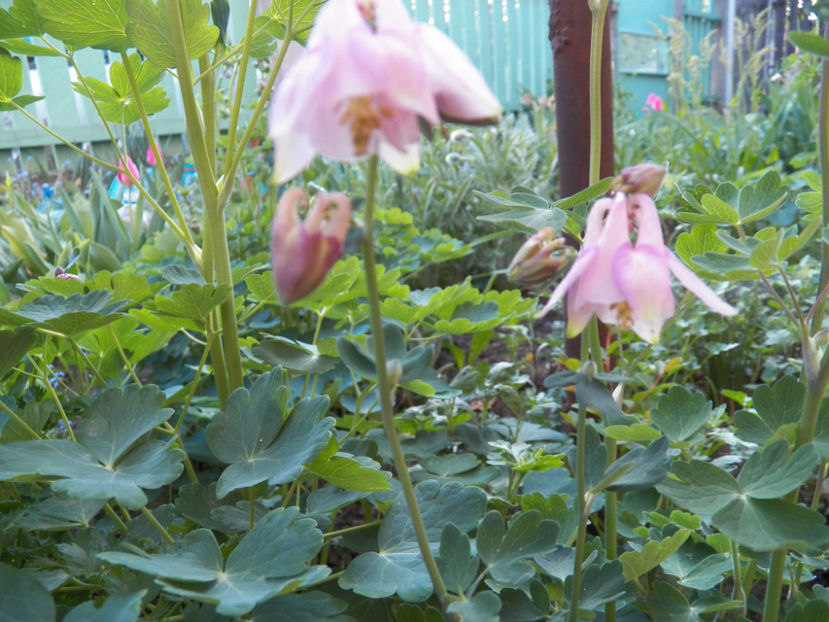 Picture 276 - -CALDARUSA - AQUILEGIA VULGARIS