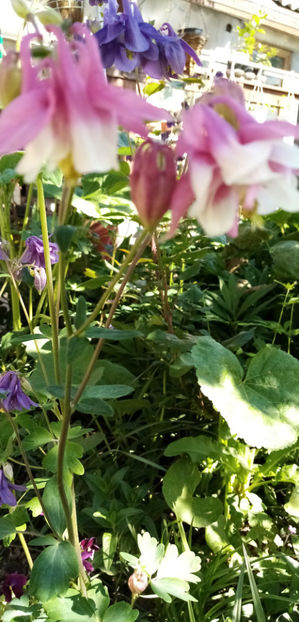  - -CALDARUSA - AQUILEGIA VULGARIS