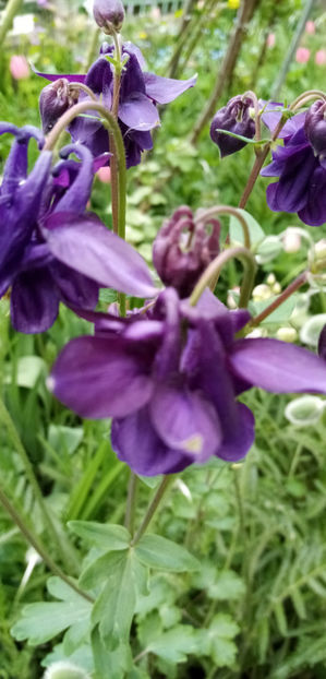  - -CALDARUSA - AQUILEGIA VULGARIS