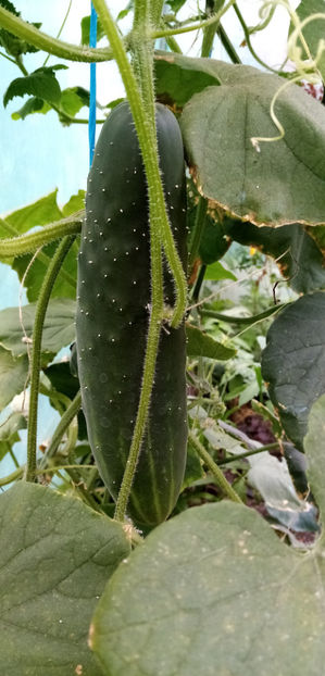  - -CASTRAVETI - MARCHETMORE