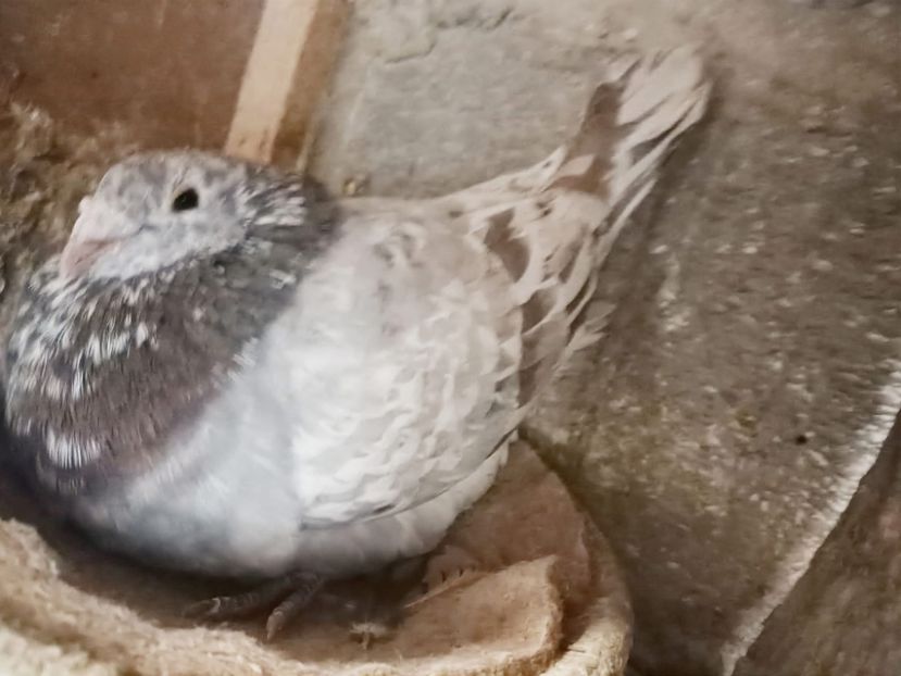  - Nu îmi aparțin 9