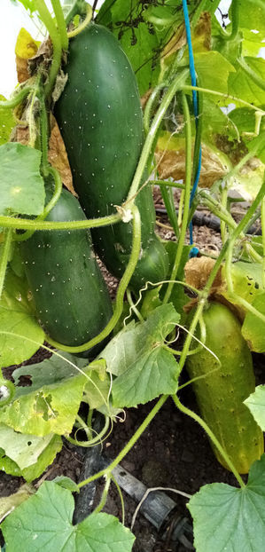  - -CASTRAVETI - MARCHETMORE