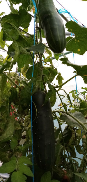  - -CASTRAVETI - MARCHETMORE