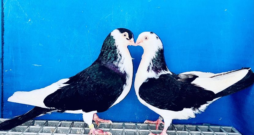 Perechea  25 - B - Perechi 2025