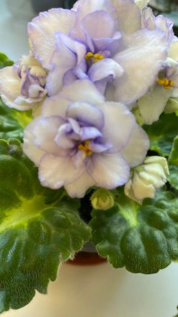  - Rococo bicolor