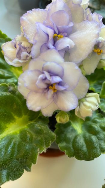  - Rococo bicolor