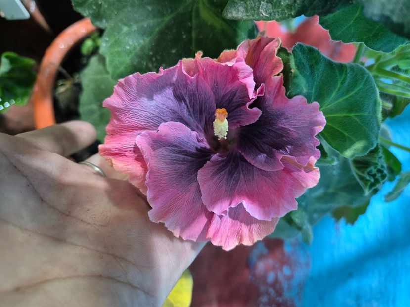  - Moorea My Blue Pearl