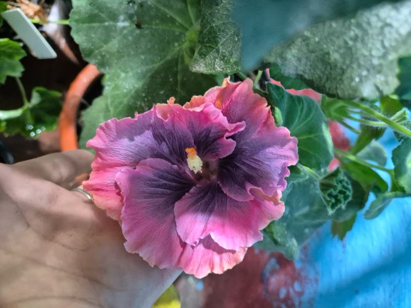  - Moorea My Blue Pearl