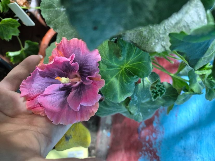  - Moorea My Blue Pearl